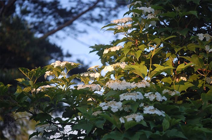 Viburnum sargentii